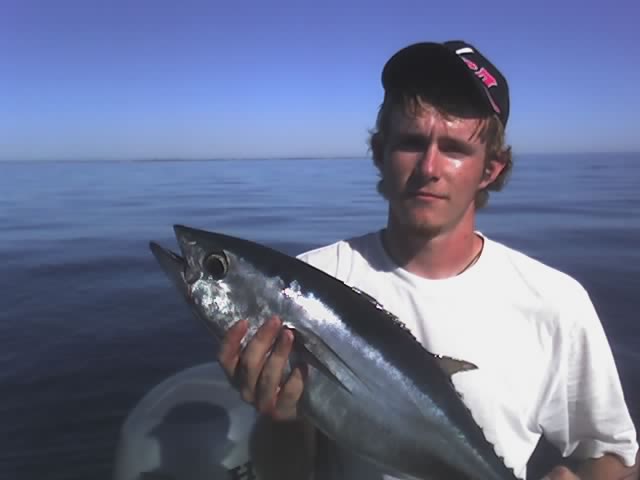 Kelvins Southern Bluefin Tuna